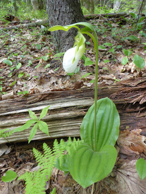 White Lady’s Slippers (Cypripedium acaule)