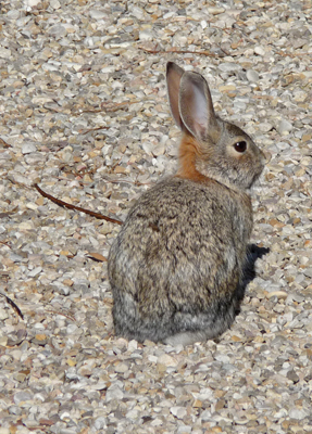 Bunny The Ranch SKP Park