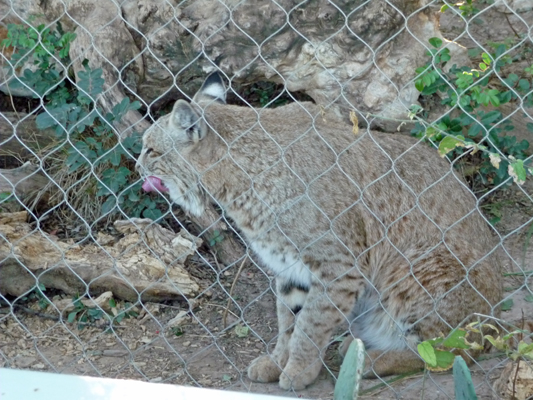 Bobcat Living Desert Zoo