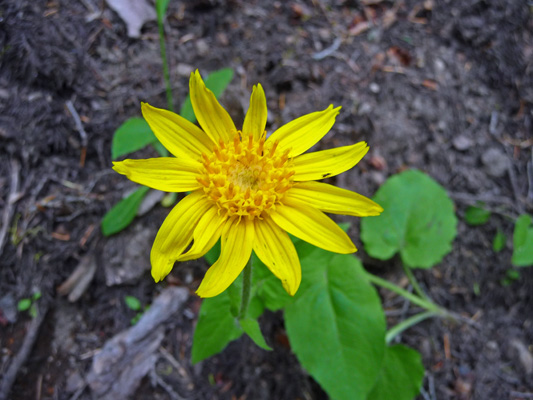 heart-leaved arnica (Arinca cordifolia)