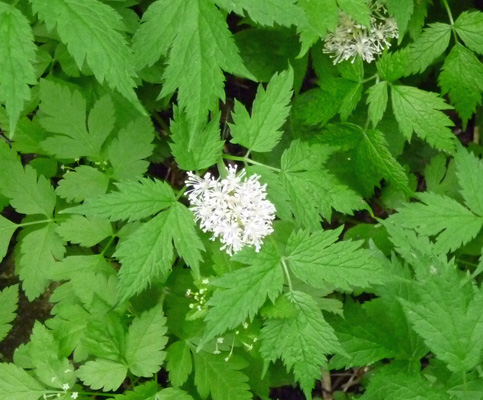 Pacific Waterleaf (Hydrophylllum tenuipes)