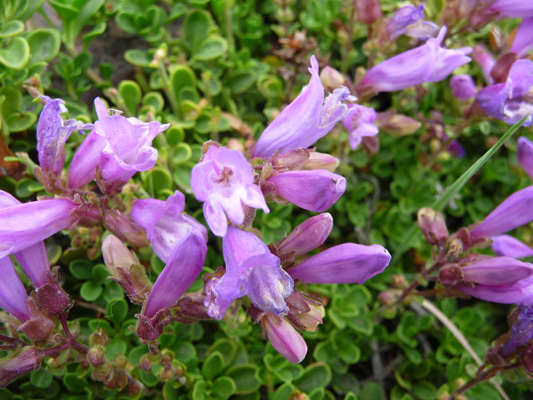 Davidson’s Penstemon (Penstemon-davidsonii-var-davidsonii)