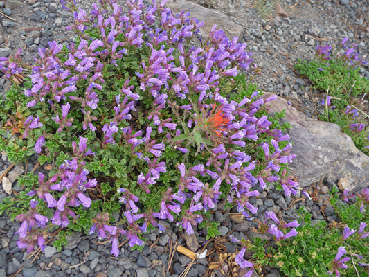 Davidson’s Penstemon (Penstemon-davidsonii-var-davidsonii)