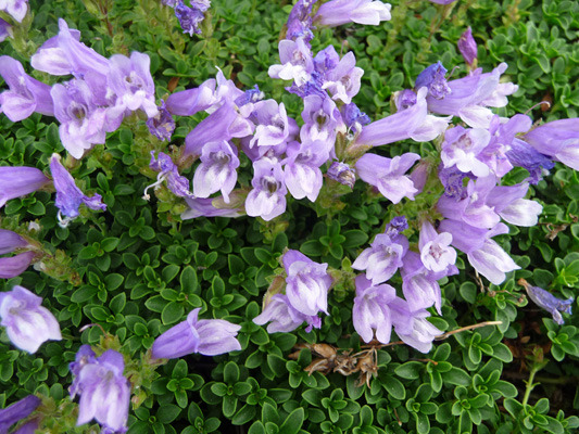 Blue Davidson’s Penstemon (Penstemon-davidsonii-var-davidsonii)