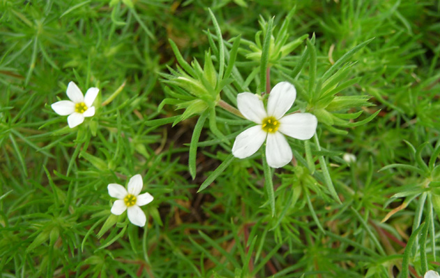 Mountain navarretia (Navarretia divaricata)