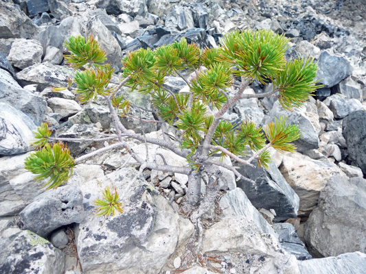 Natural Bonsai tree Big Obsidian Flow