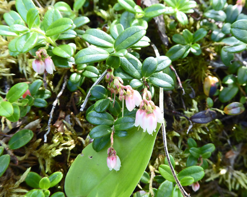 Kinnikinnick (Arctostaphylos uva-ursi)