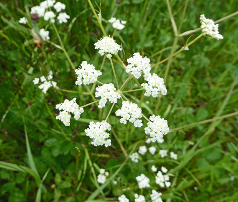 wild caraway (Carum carvi)