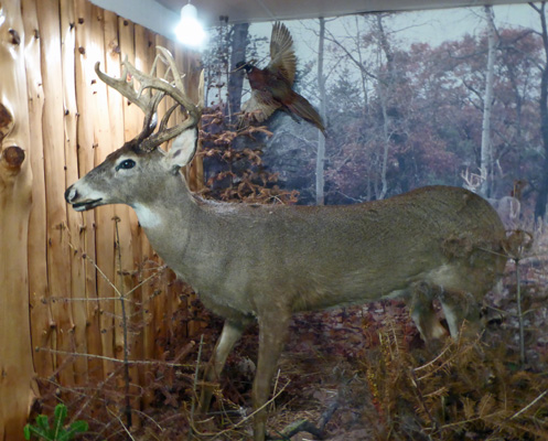 Codroy Wildlife Museum White Tail Deer