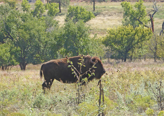 Bison Foss Lake SP OK