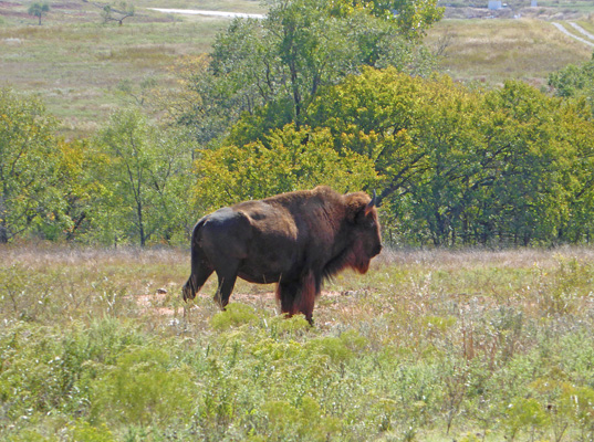 Bison Foss Lake SP OK