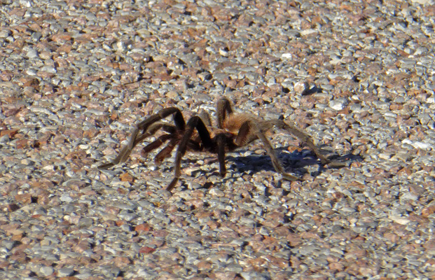 Tarantula Foss Lake SP OK