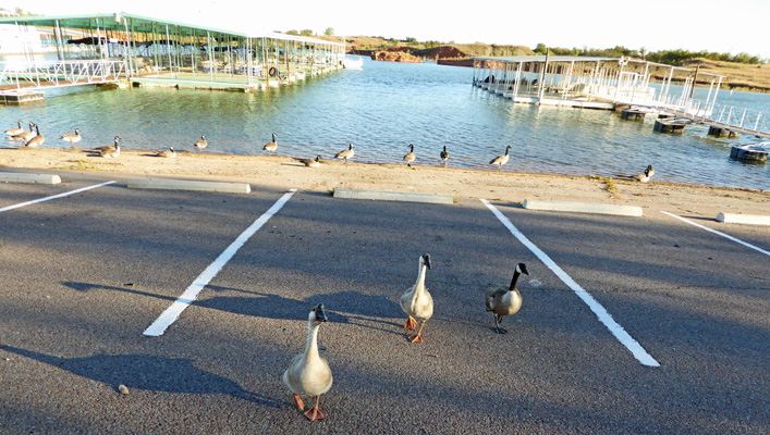 Foss Lake geese