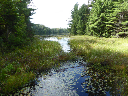 Peck Lake marsh stream