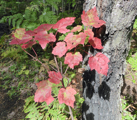 Red fall color