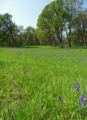 Camas meadow Champoeg State Park OR