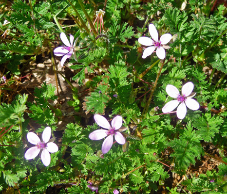 Redstem storksbill (Erodium cicutarium)