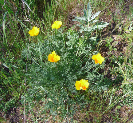 California Poppies Valley of the Rogue SP