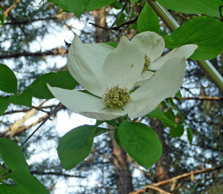 Pacific Dogwoods (Cornus nuttallii)