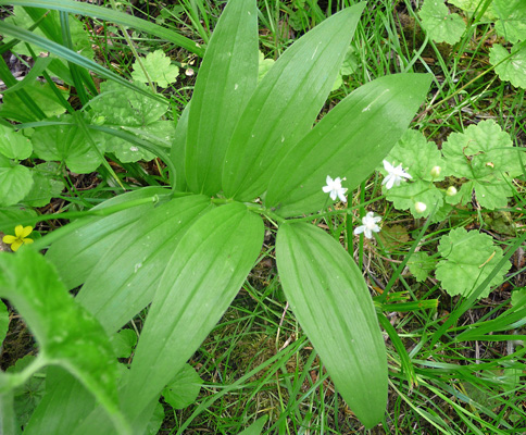 Star False Solomon’s Seal (Maianthemum stellatum)