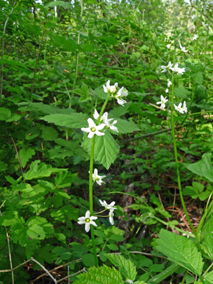 Coast Manroot (Marah oreganus)