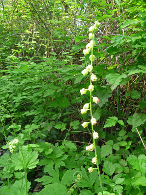 Piggy-back Plant (Tolmiea menziesii)