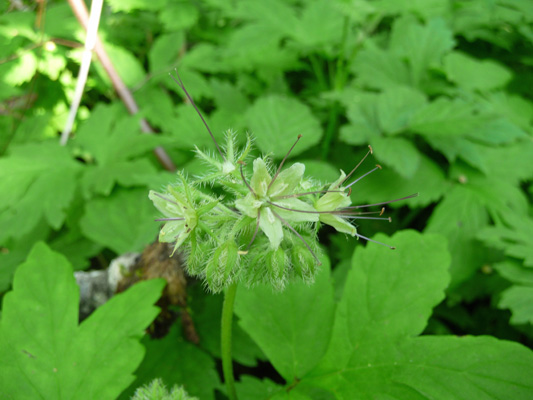 Pacific Waterleaf (Hydrophyllum tenuipes)