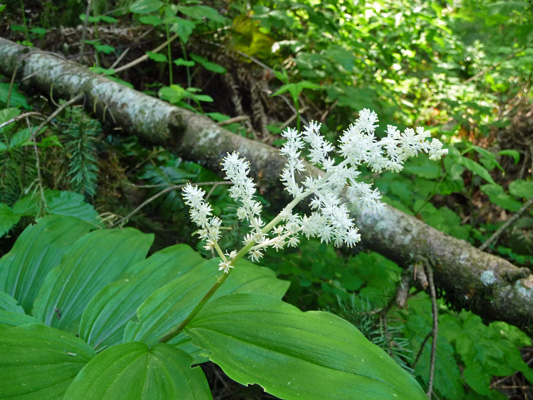 Large False Solomon’s Seal (Maianthemum racemonsum)