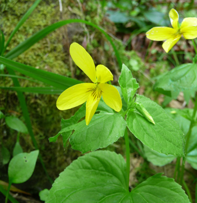 stream violets (Viola glabella)