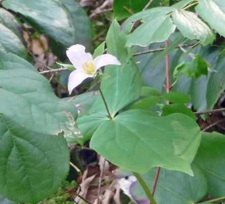 Trillium ovatum