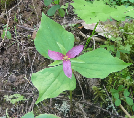 Trillium ovatum