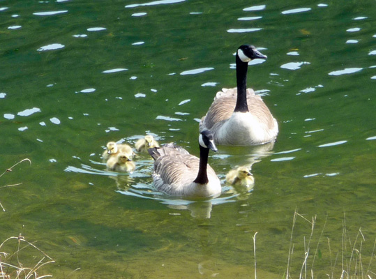 Canada Geese with goslings