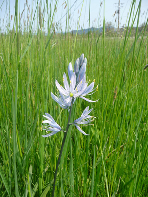 Common Camas (Camassia quamash)