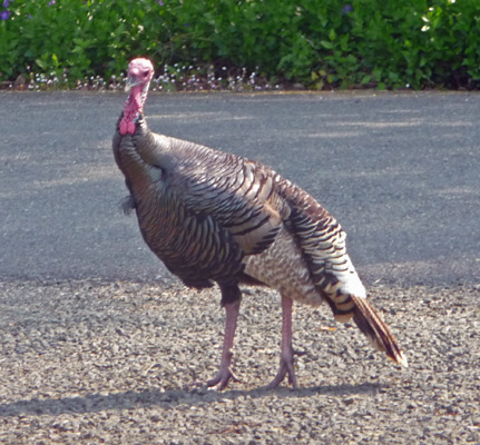 Tom wild turkey Timber Valley SKP PARK