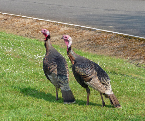 2 Tom wild turkeys Timber Valley SKP PARK