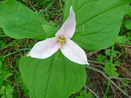 Western Trillium (Trillium ovatum)