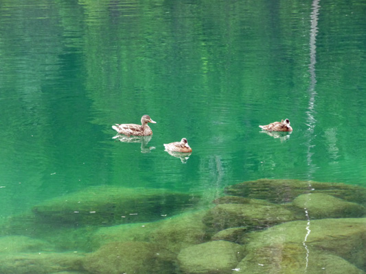 Ducks at Trail Bridge Campground