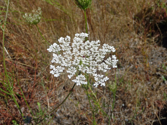 Queen Anne’s Lace (Daucus carota)