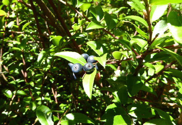 Evergreen Huckleberries (Vaccinium ovatum)