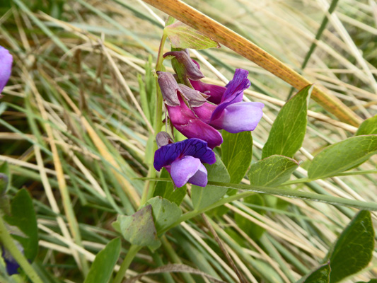 Beach Peas (Lathyrus japonicus)