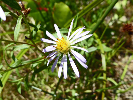 Aster