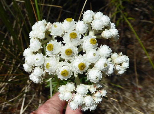 Pearly Everlasting (Anaphalis margaritacea)