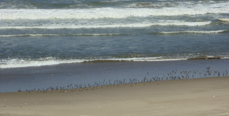 Sandpipers Taylor Dunes Beach