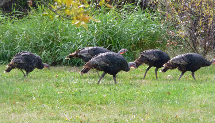 Wild Turkeys Hilgard Junction SP