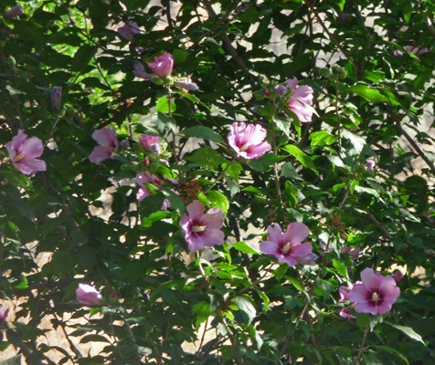 Rose of Sharon Deschutes River SP