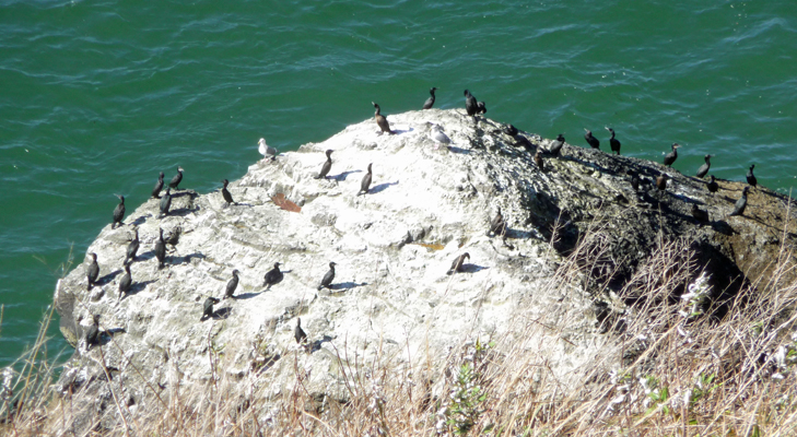 Cormorants Cape Disappointment SP