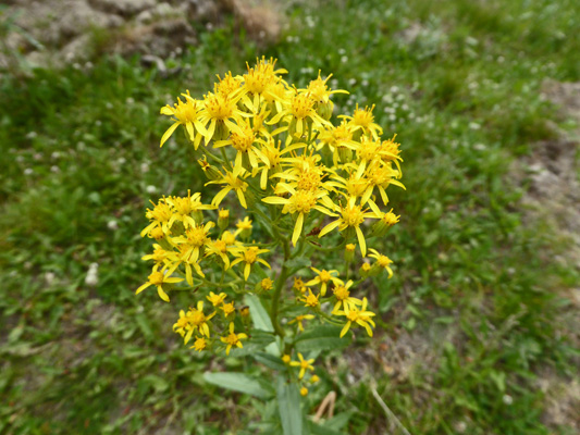 Butterweed Groundsel (Senecia serra)