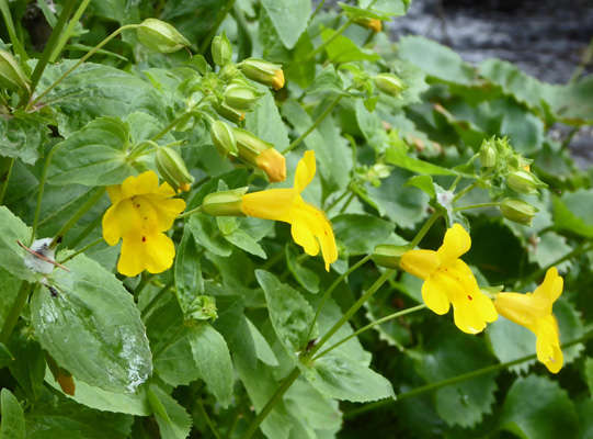 Seep Monkeyflower (Mimulus guttatus)