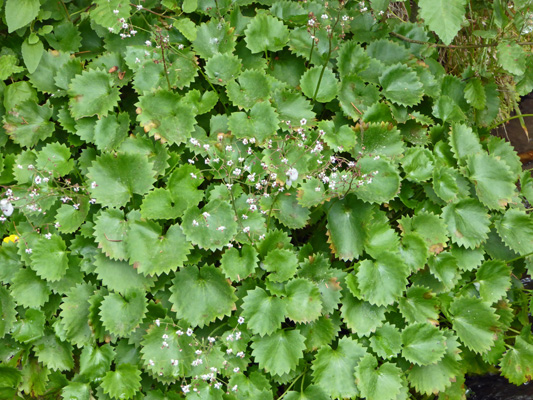 Stream saxifrage (Saxifraga odontoloma)