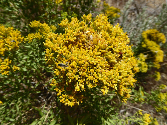 Rabbit bush